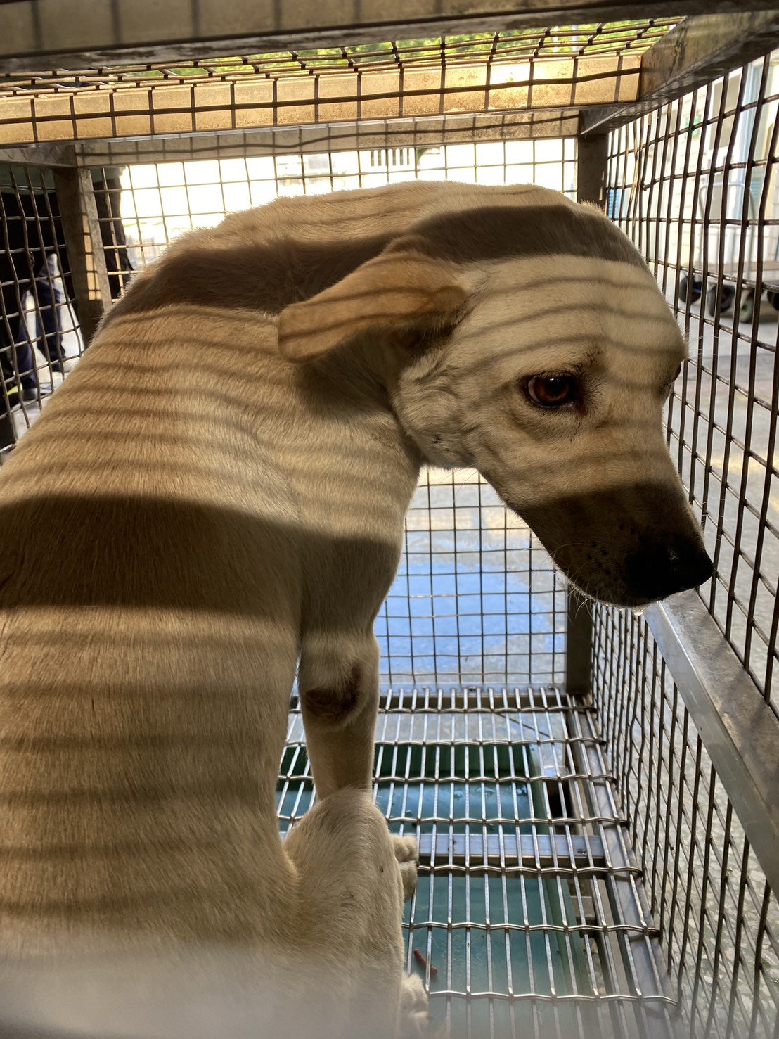 混種犬
