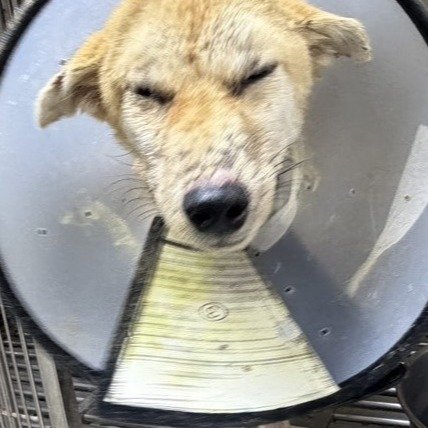 混種犬