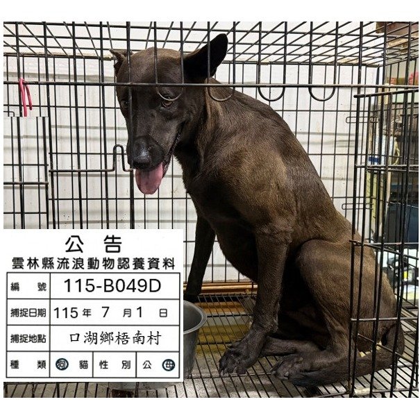 混種犬