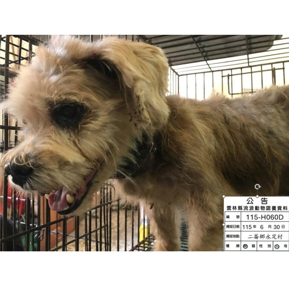 混種犬