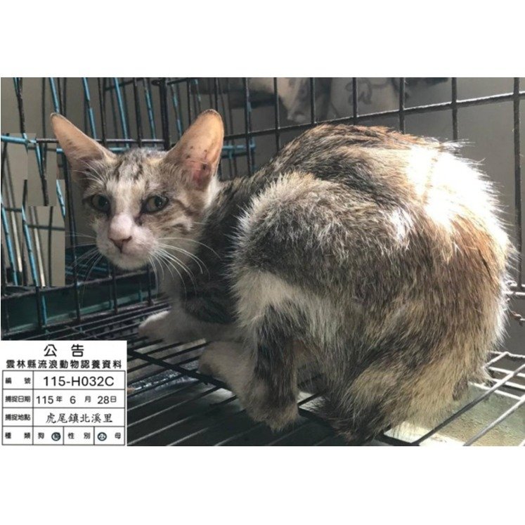 混種貓