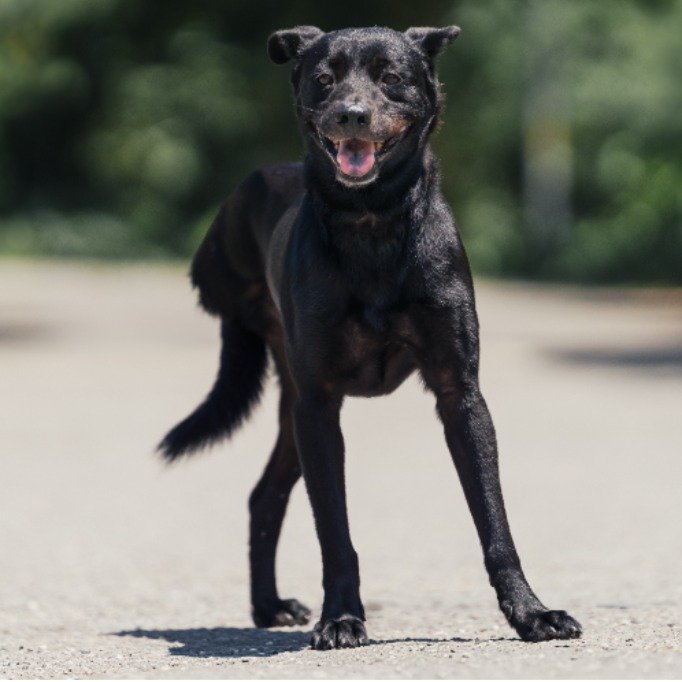 混種犬