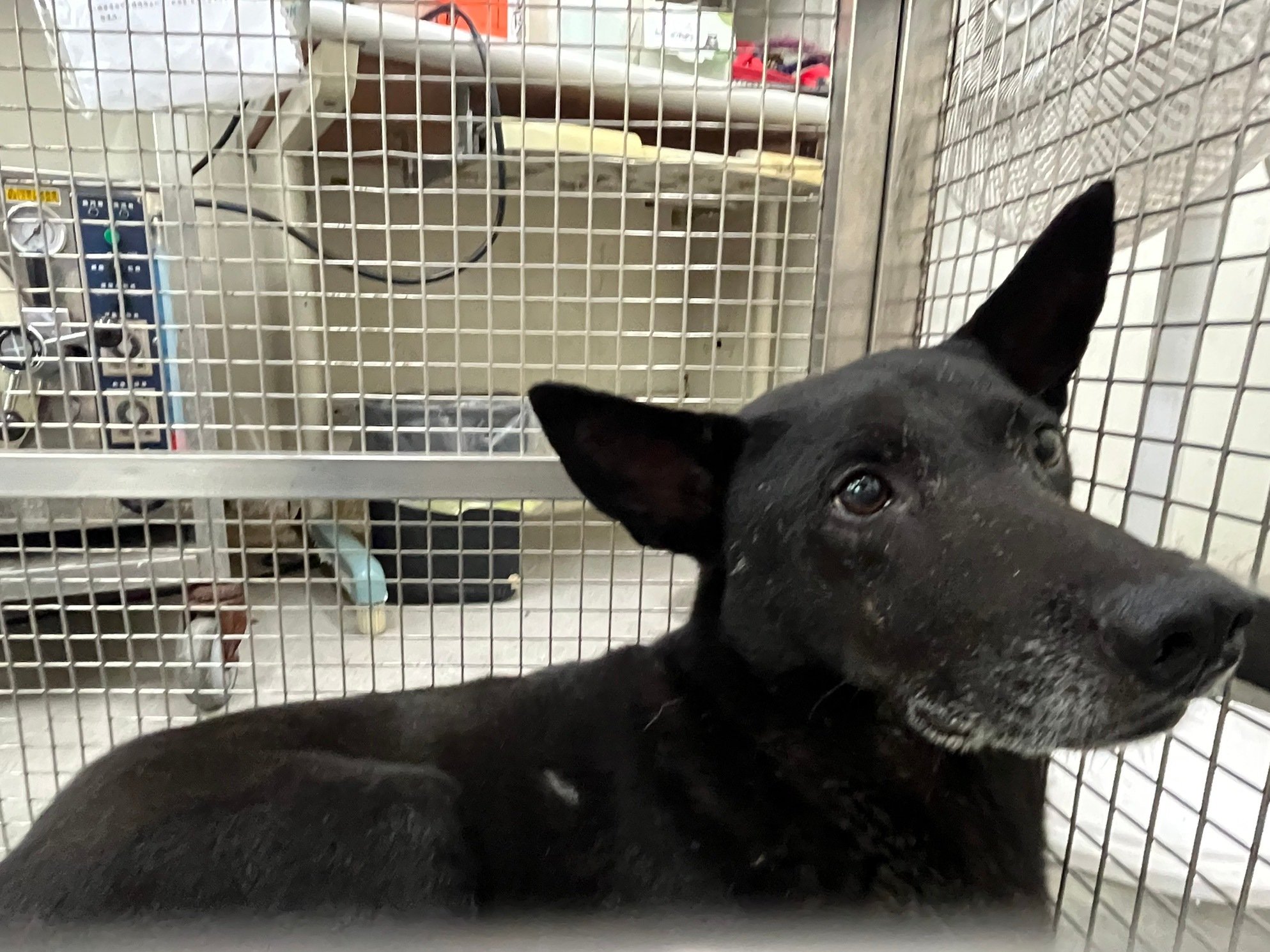 混種犬
