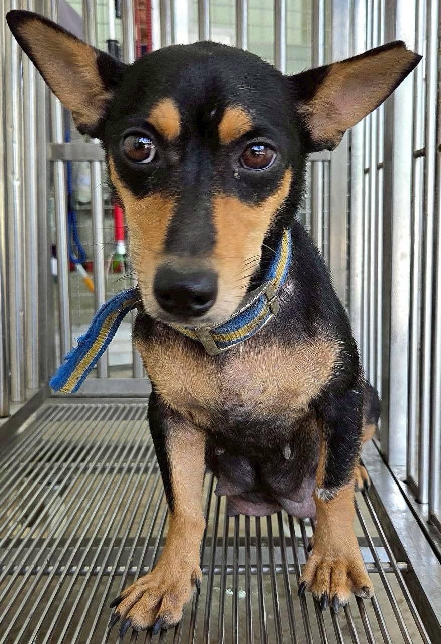 混種犬