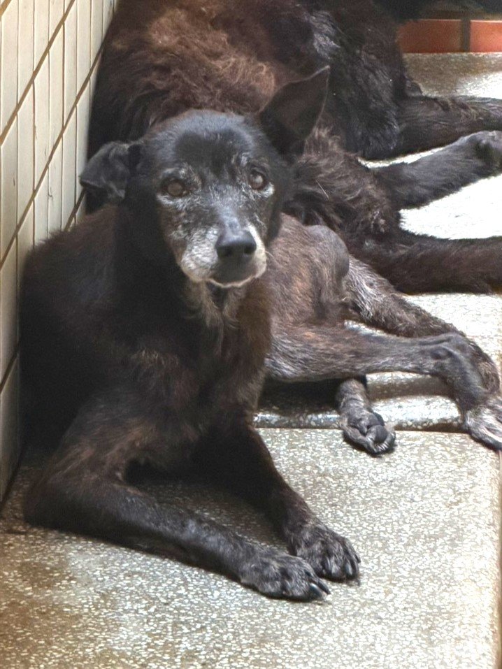 混種犬