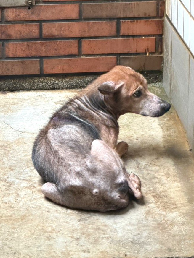 混種犬