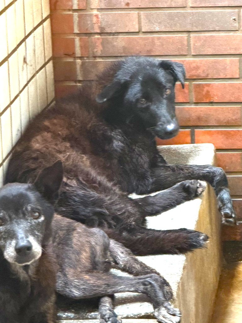 混種犬