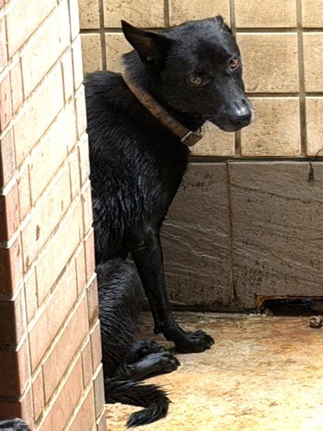 混種犬