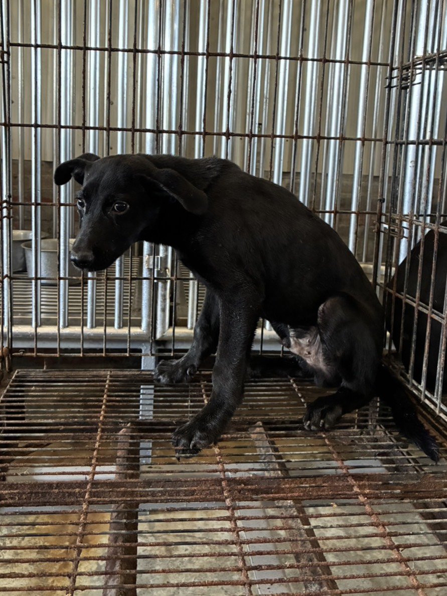 混種犬