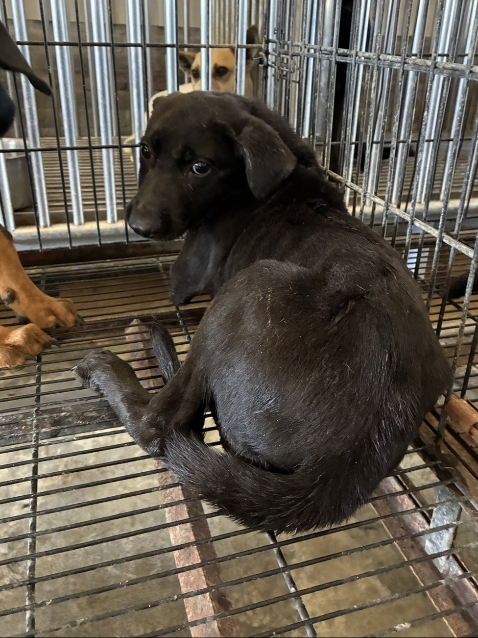 混種犬