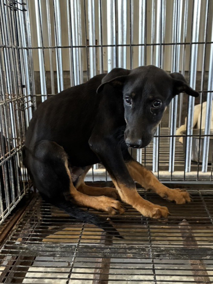 混種犬
