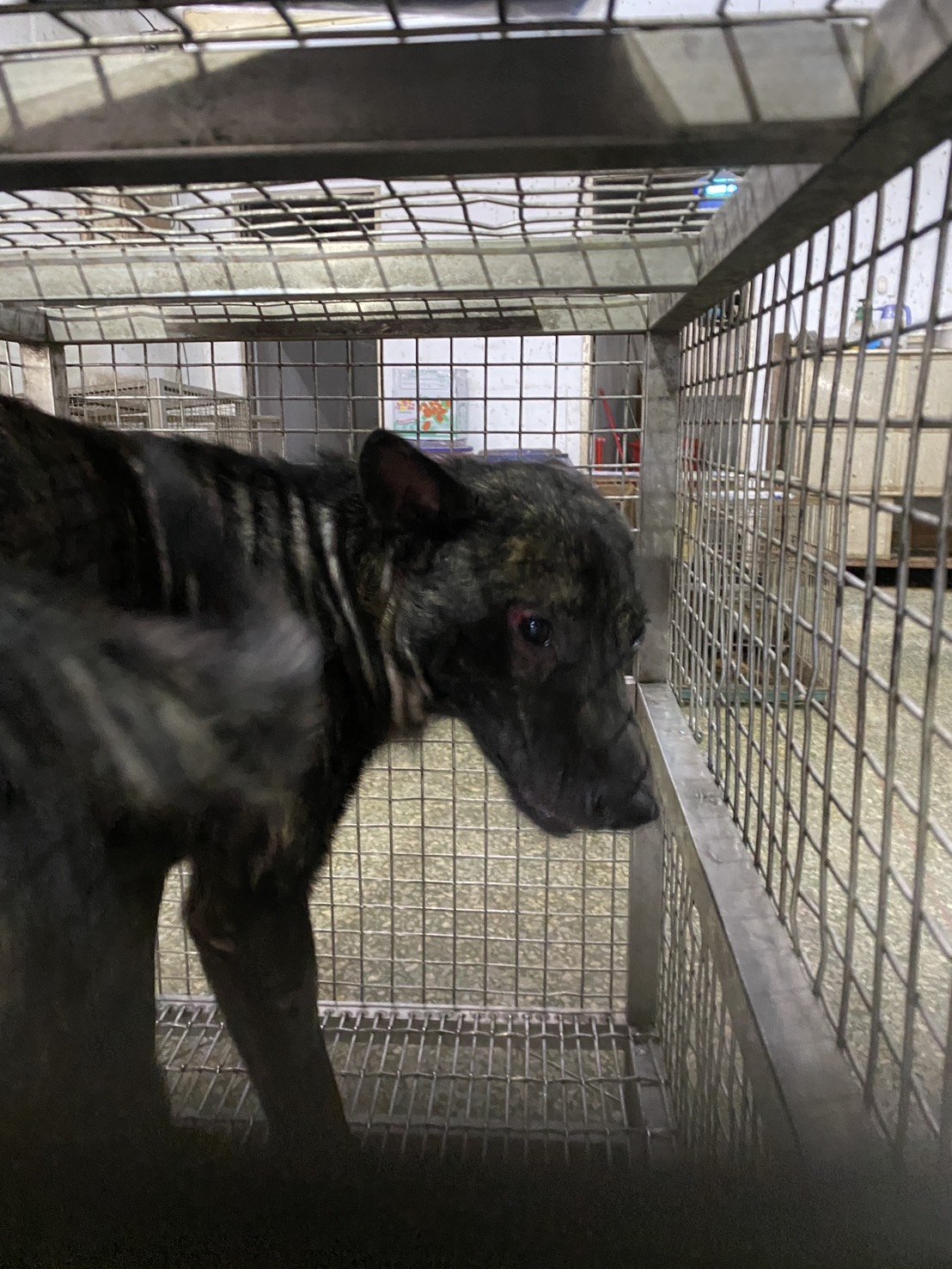 混種犬