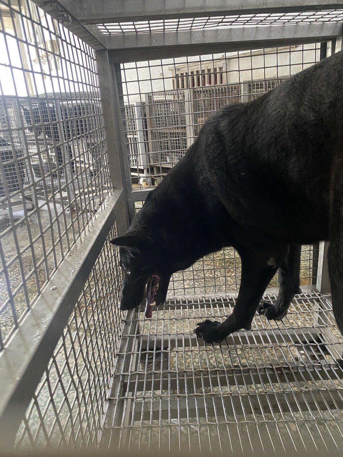 混種犬