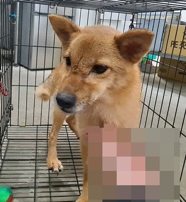混種犬