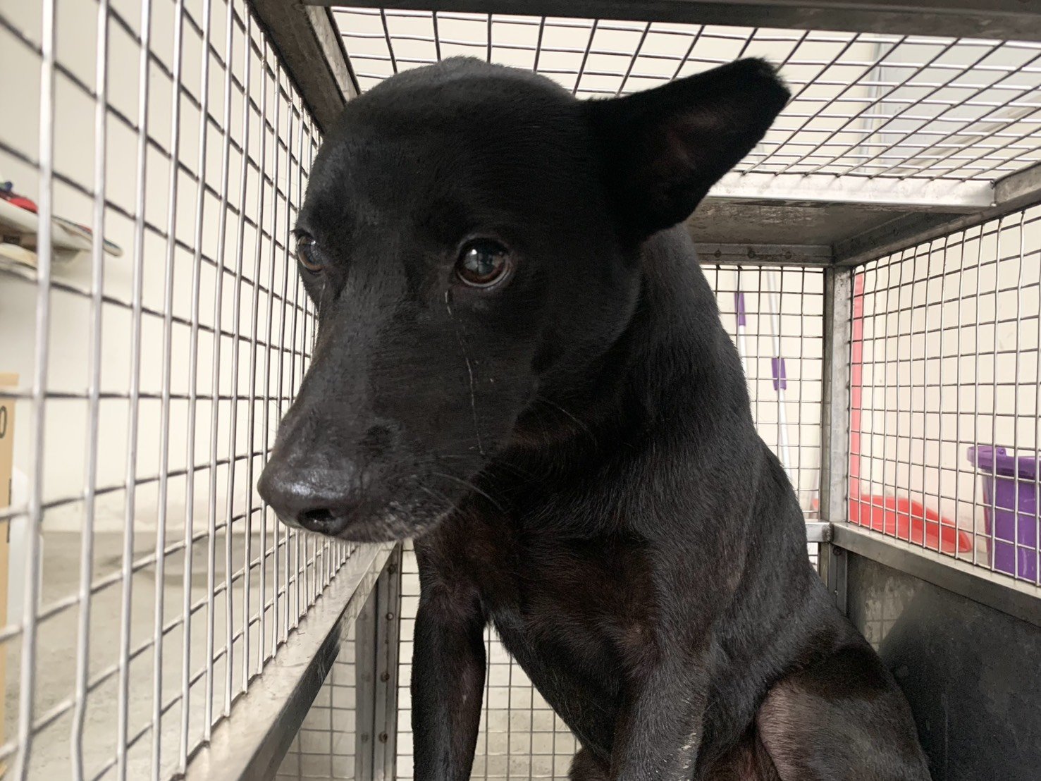 混種犬