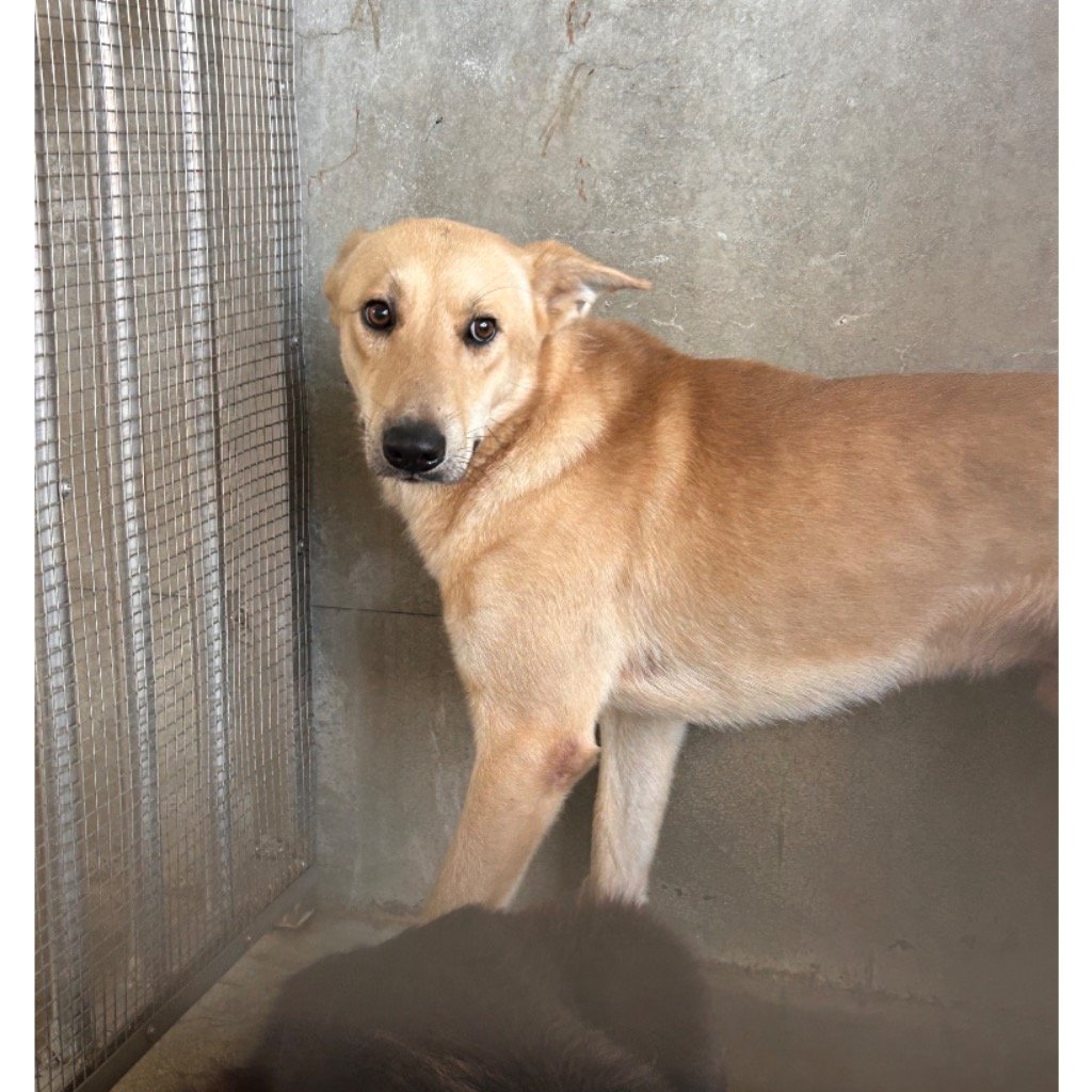 混種犬