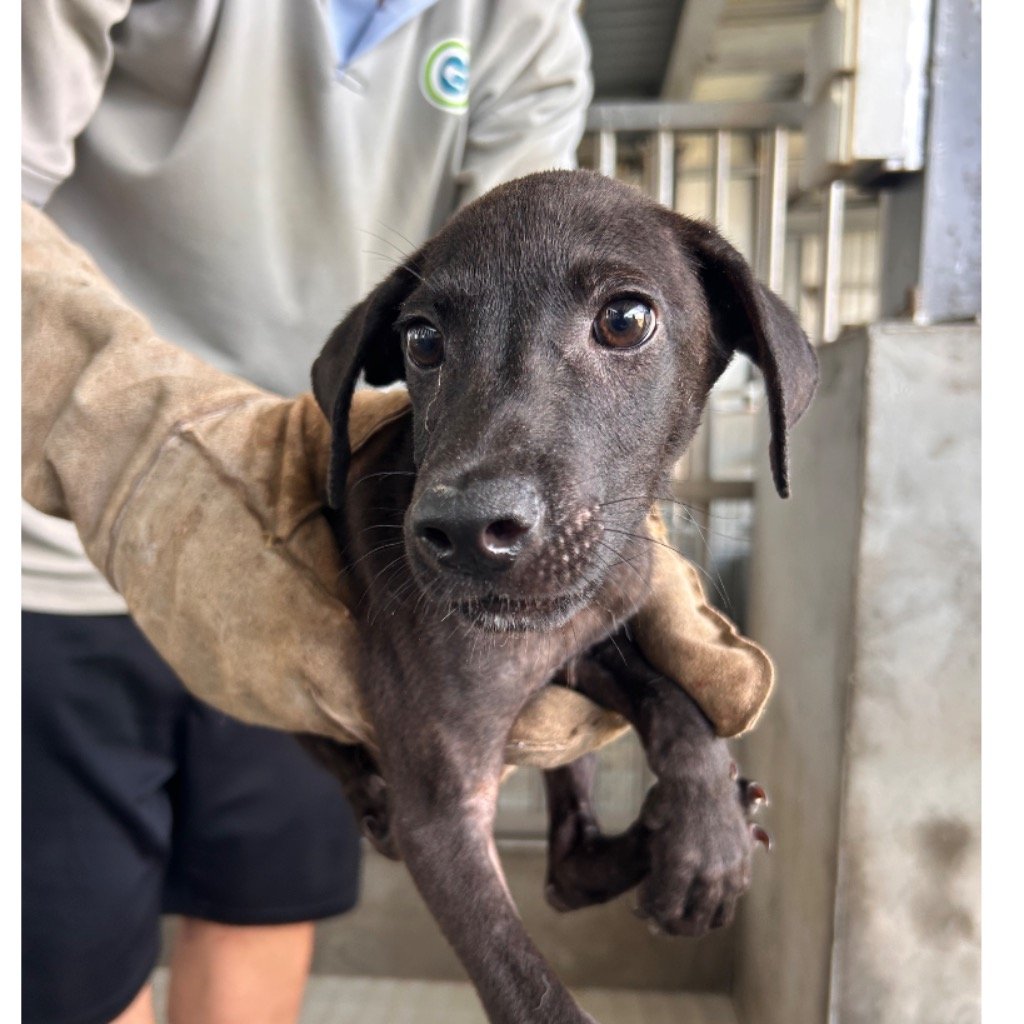 混種犬