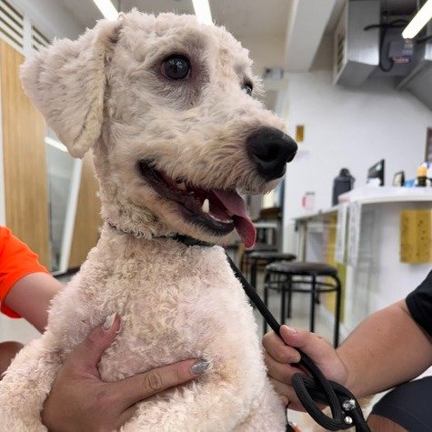 比熊犬