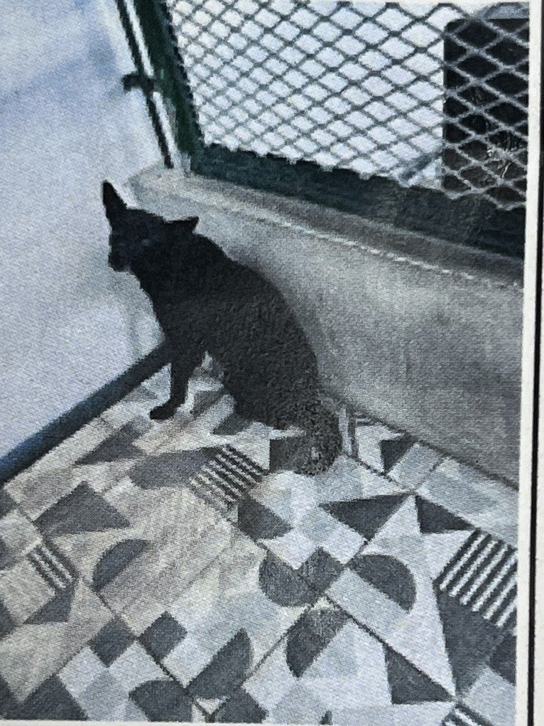 混種犬