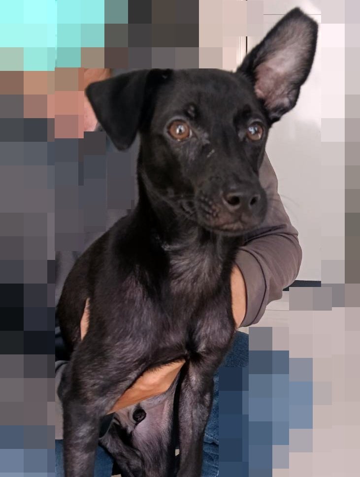 混種犬