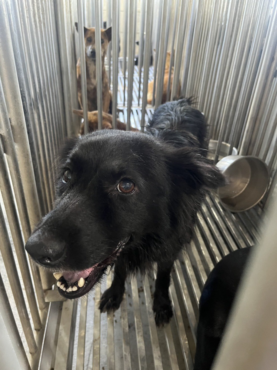 混種犬