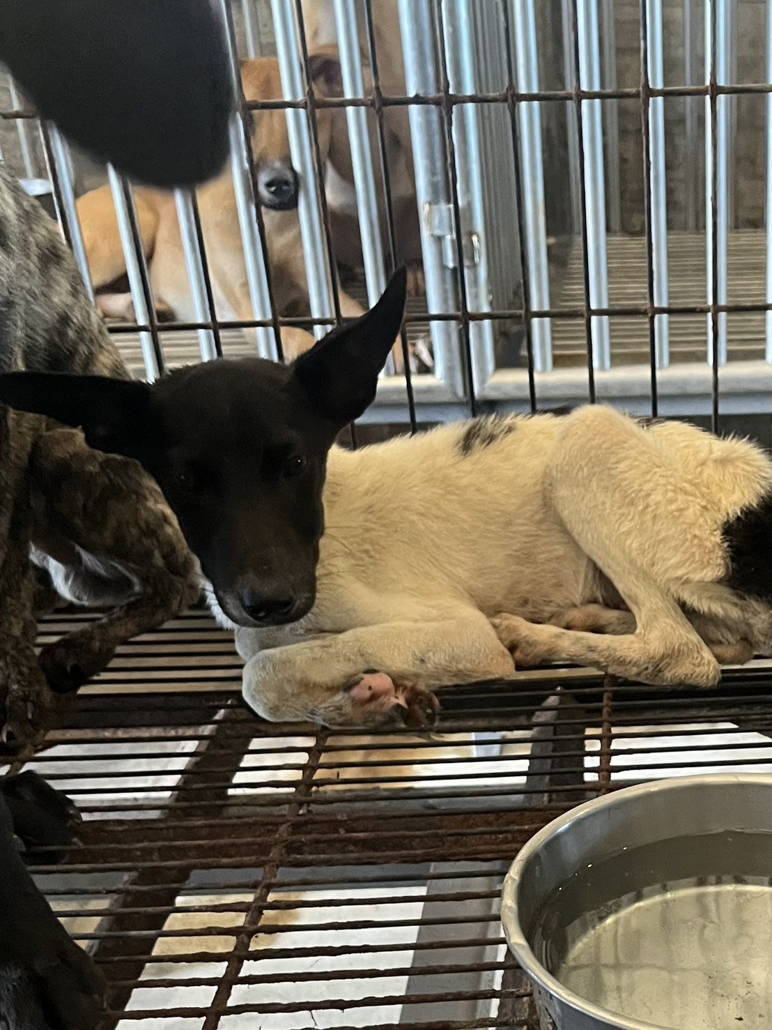 混種犬