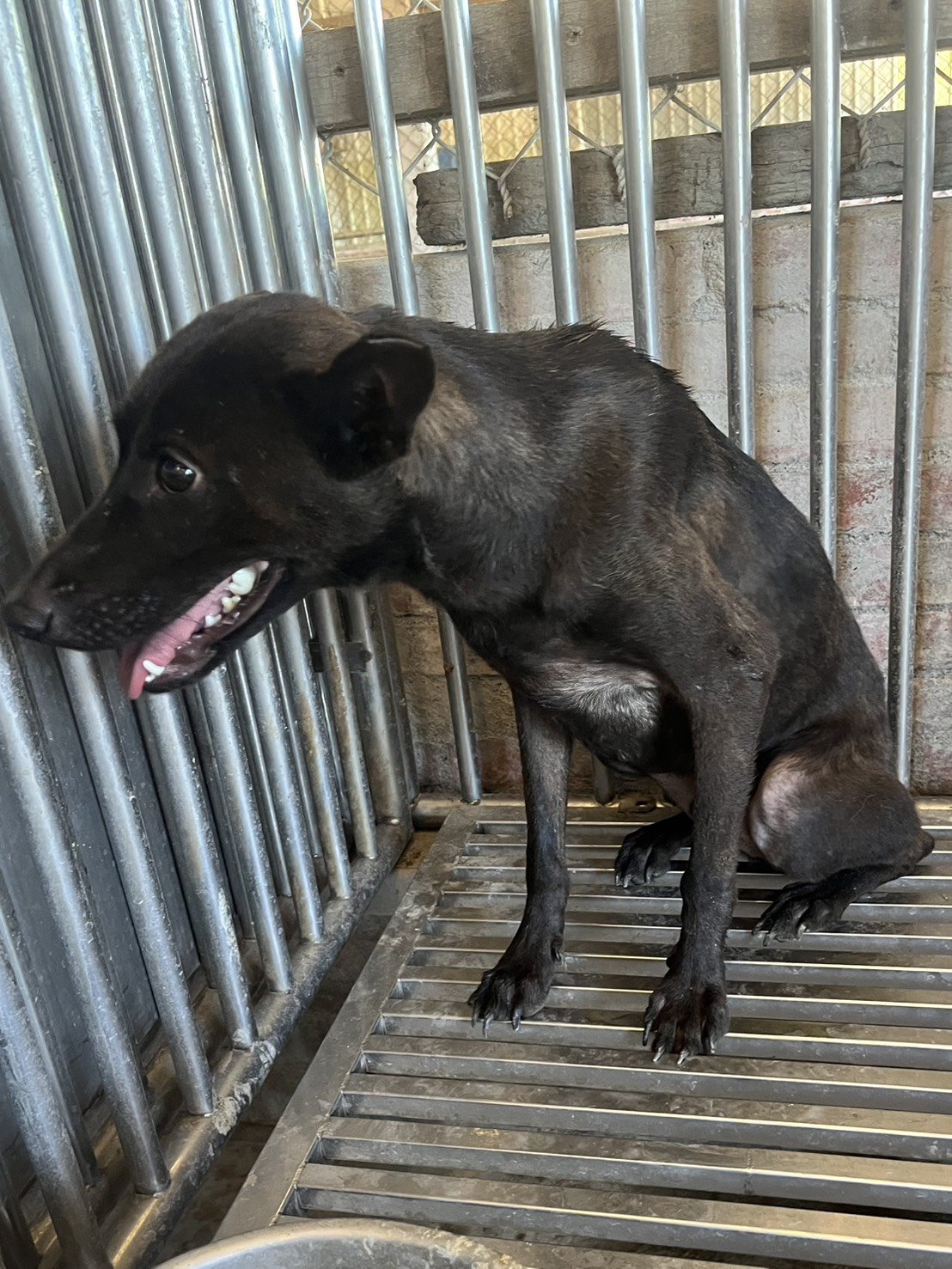 混種犬