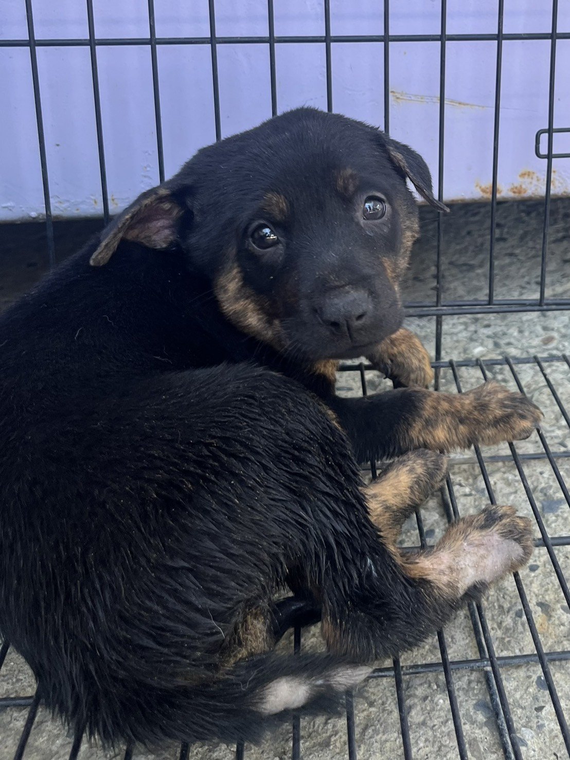 混種犬