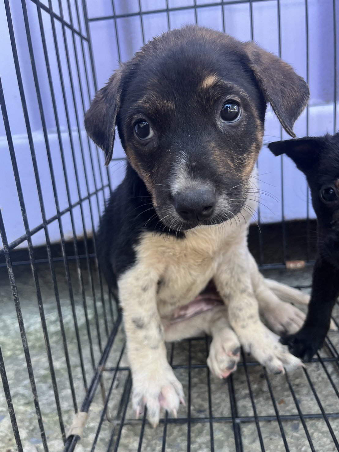 混種犬
