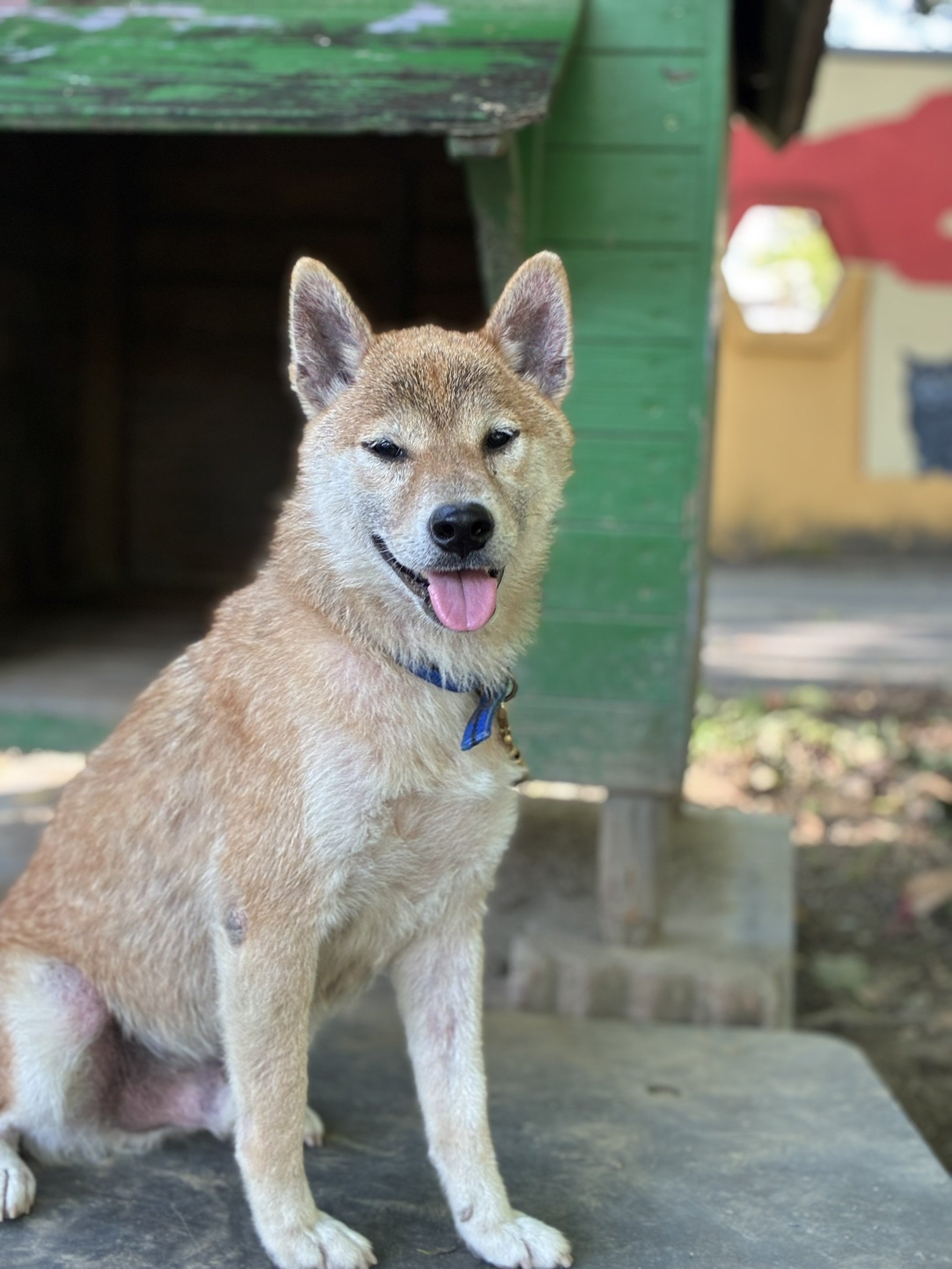柴犬