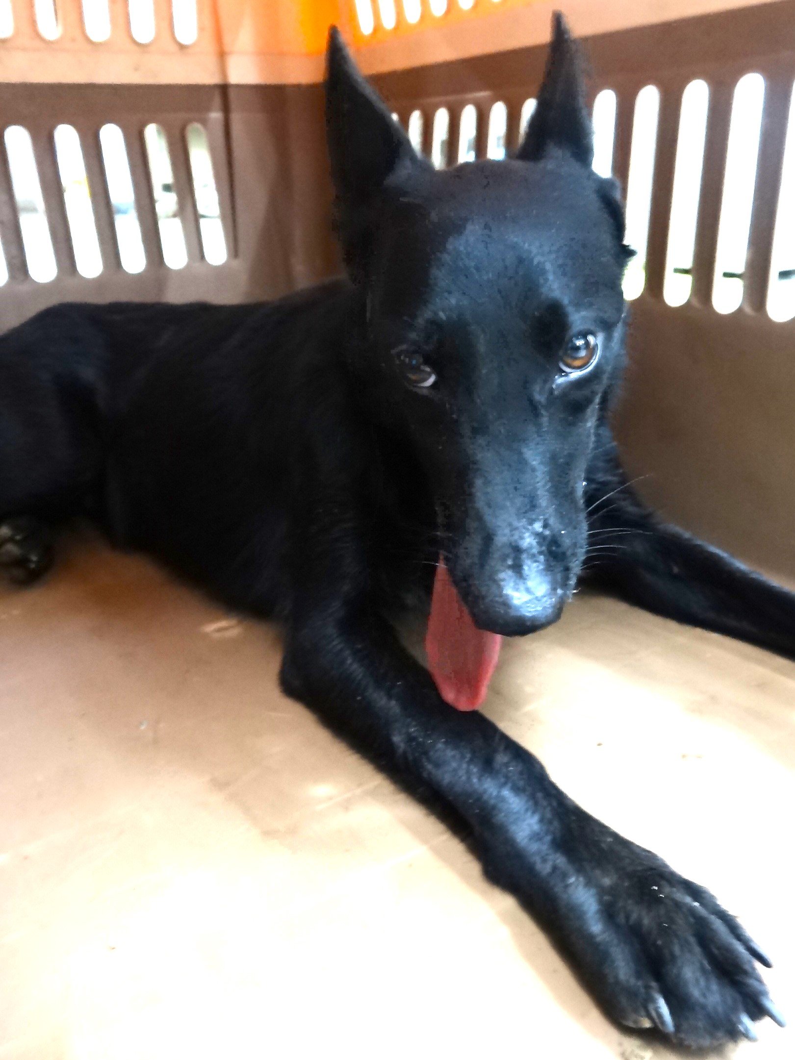 混種犬