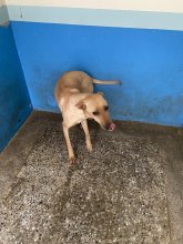 混種犬