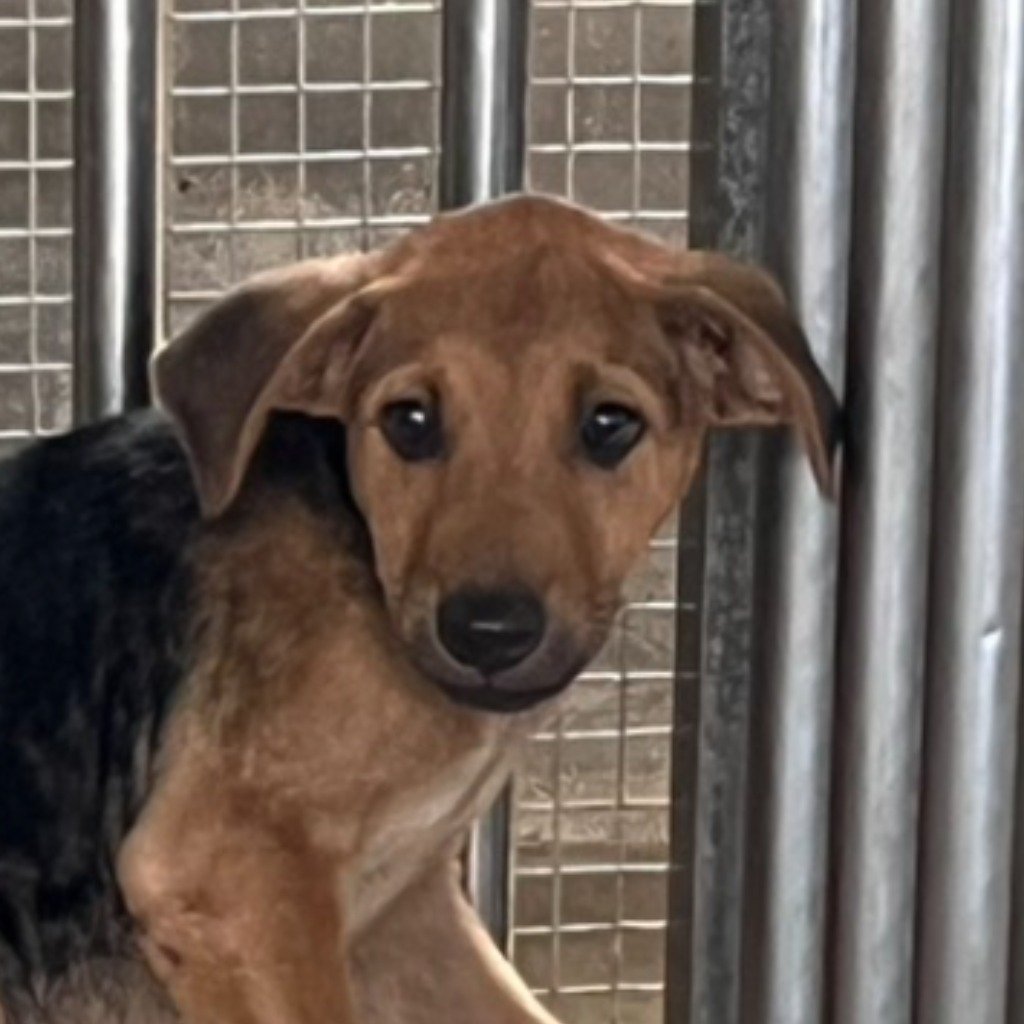 混種犬