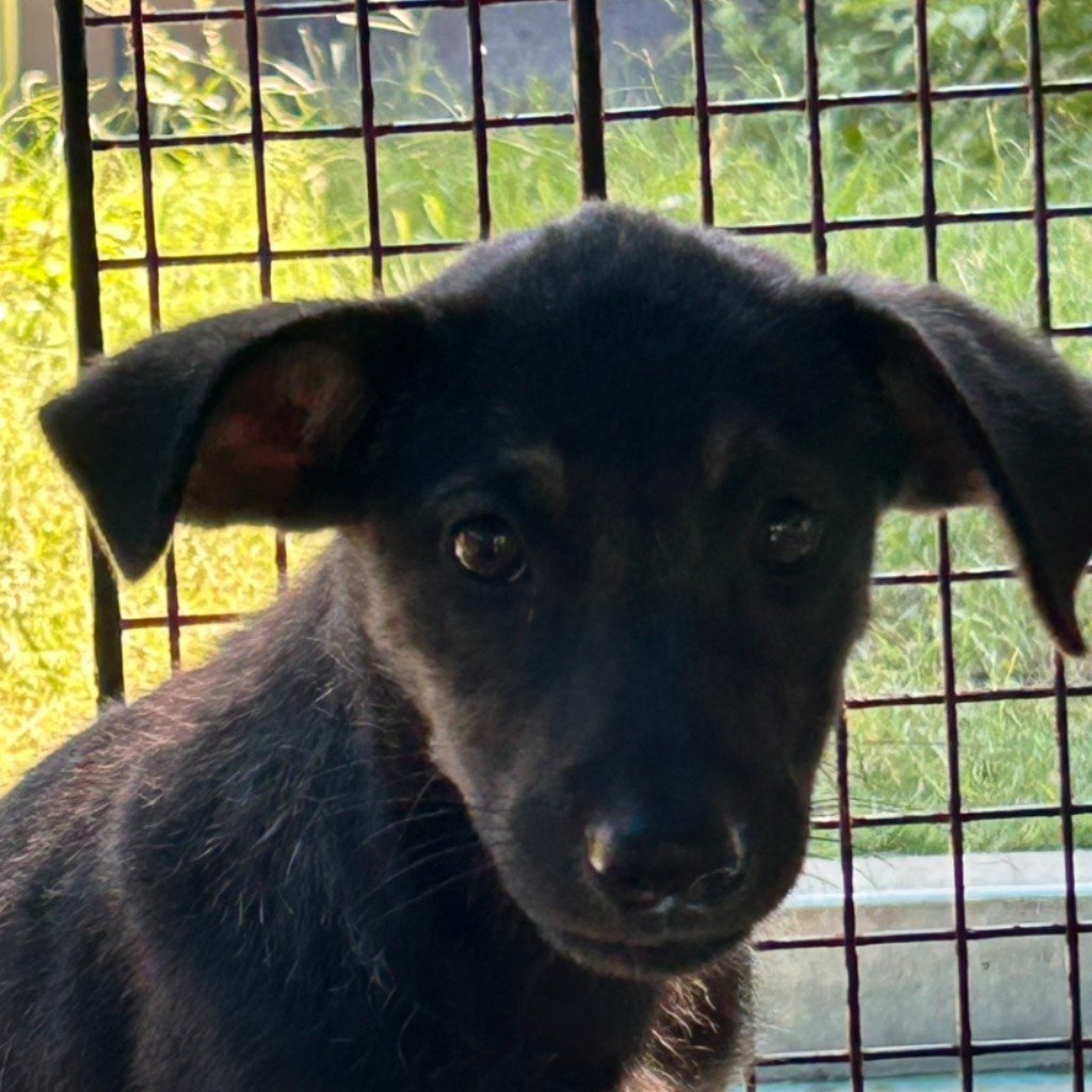 混種犬