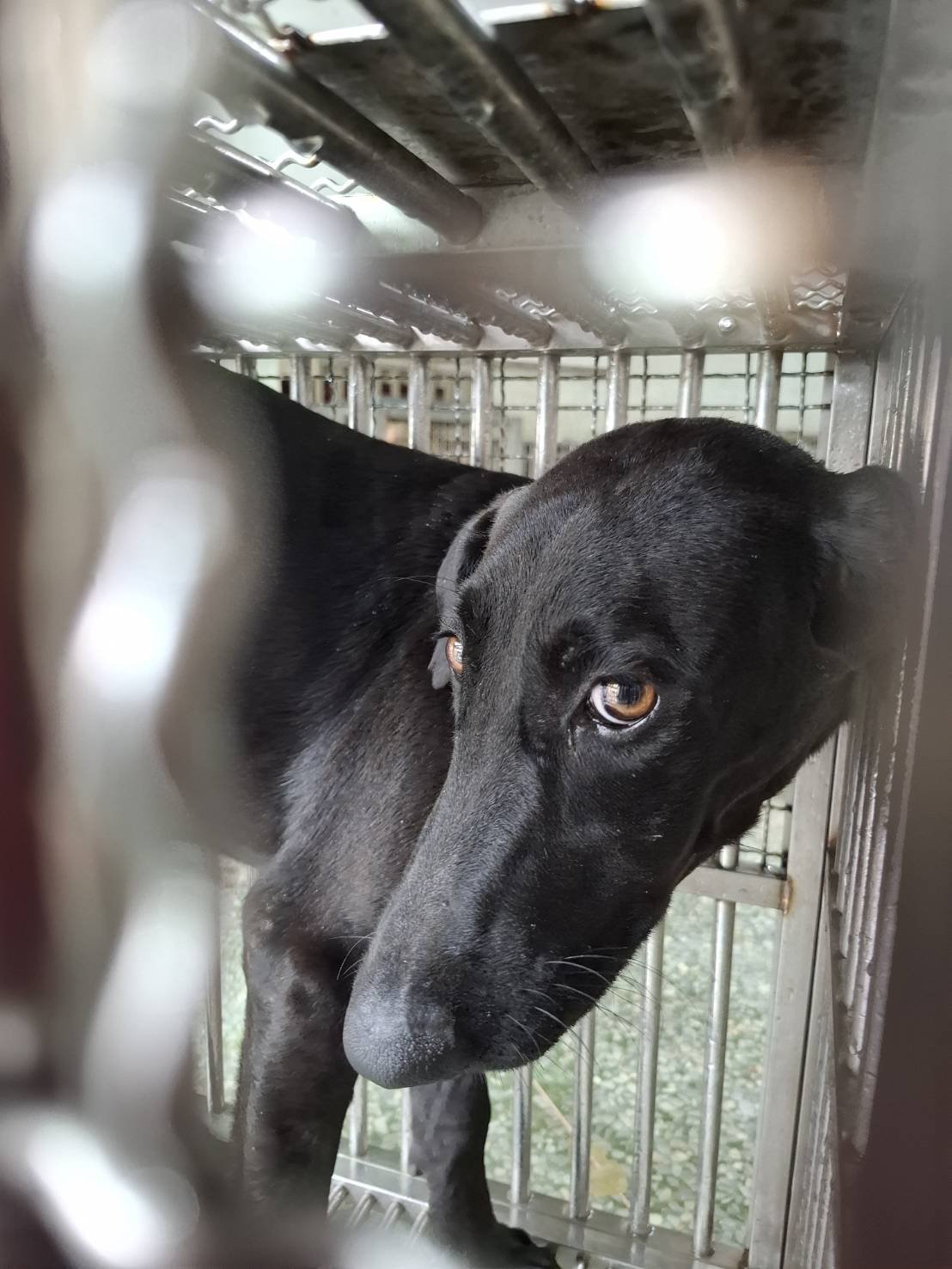 混種犬