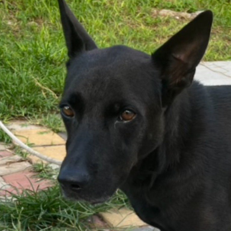混種犬