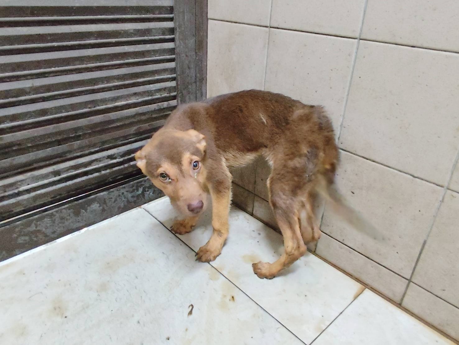 混種犬
