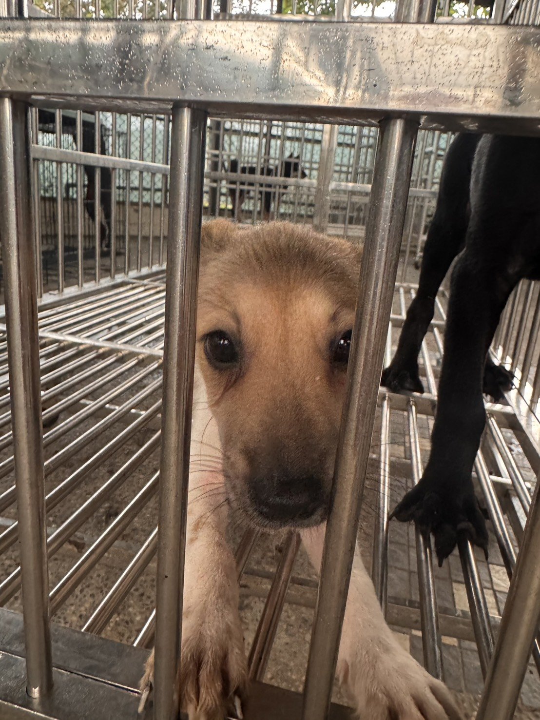 混種犬