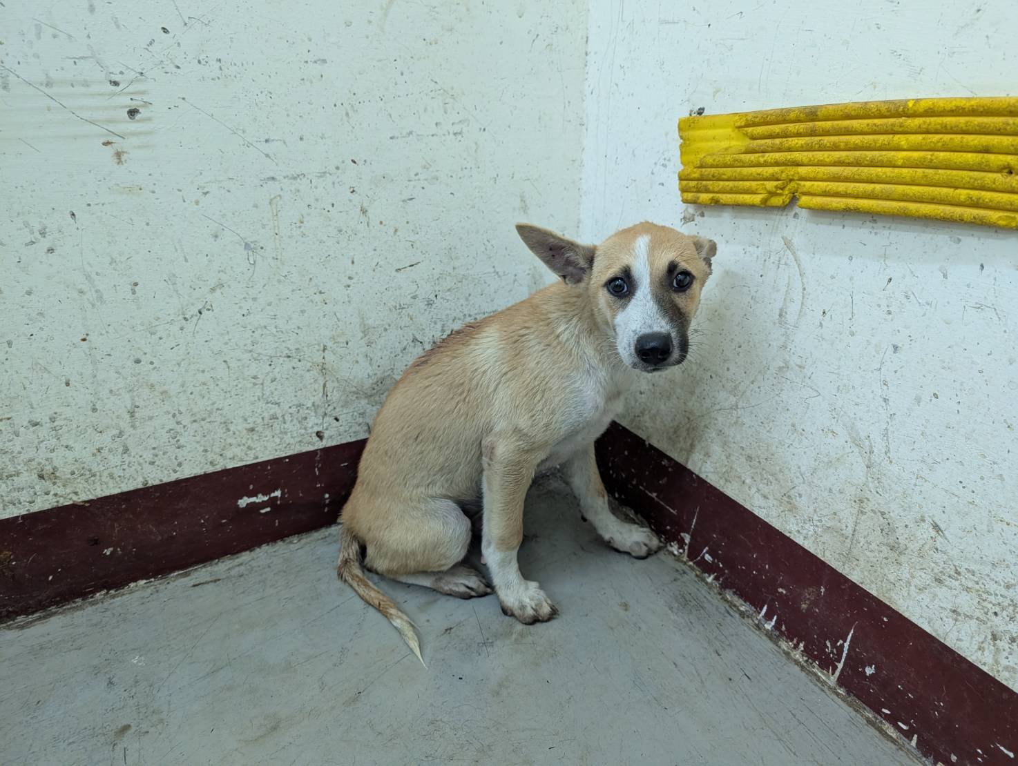 混種犬