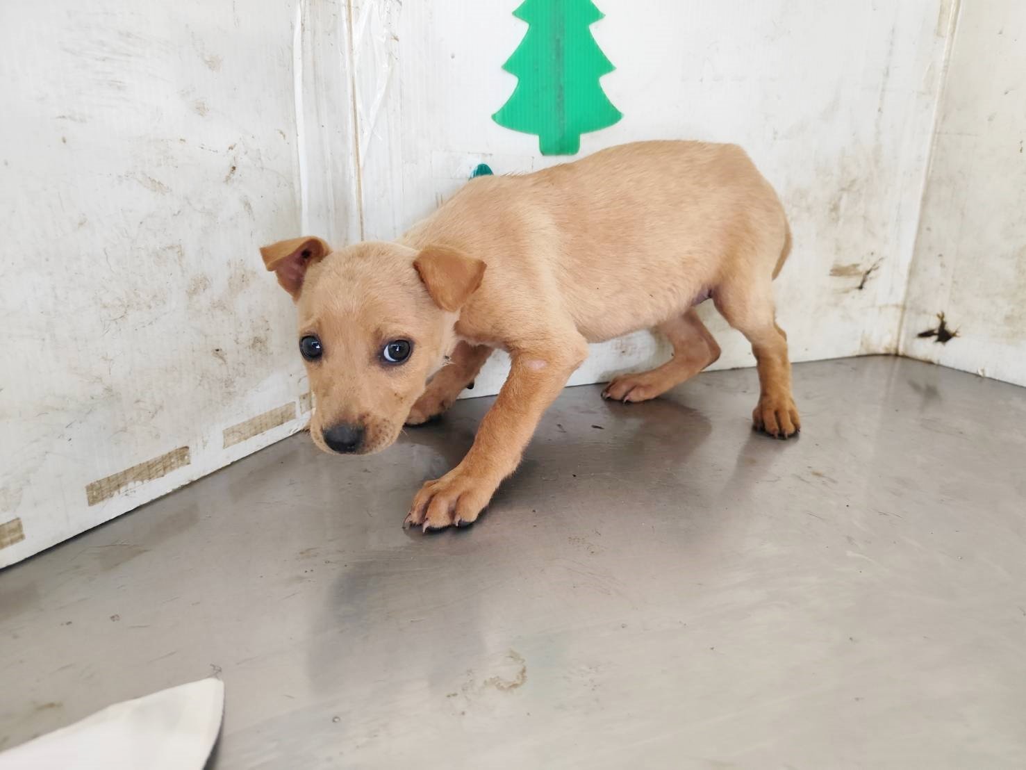 混種犬