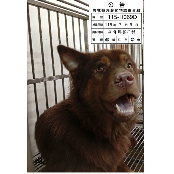 混種犬