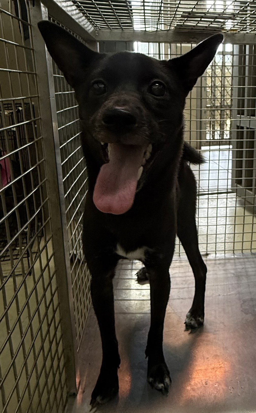 混種犬