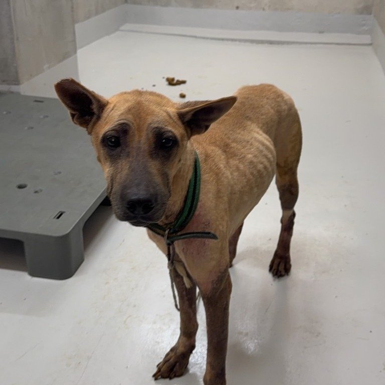 混種犬