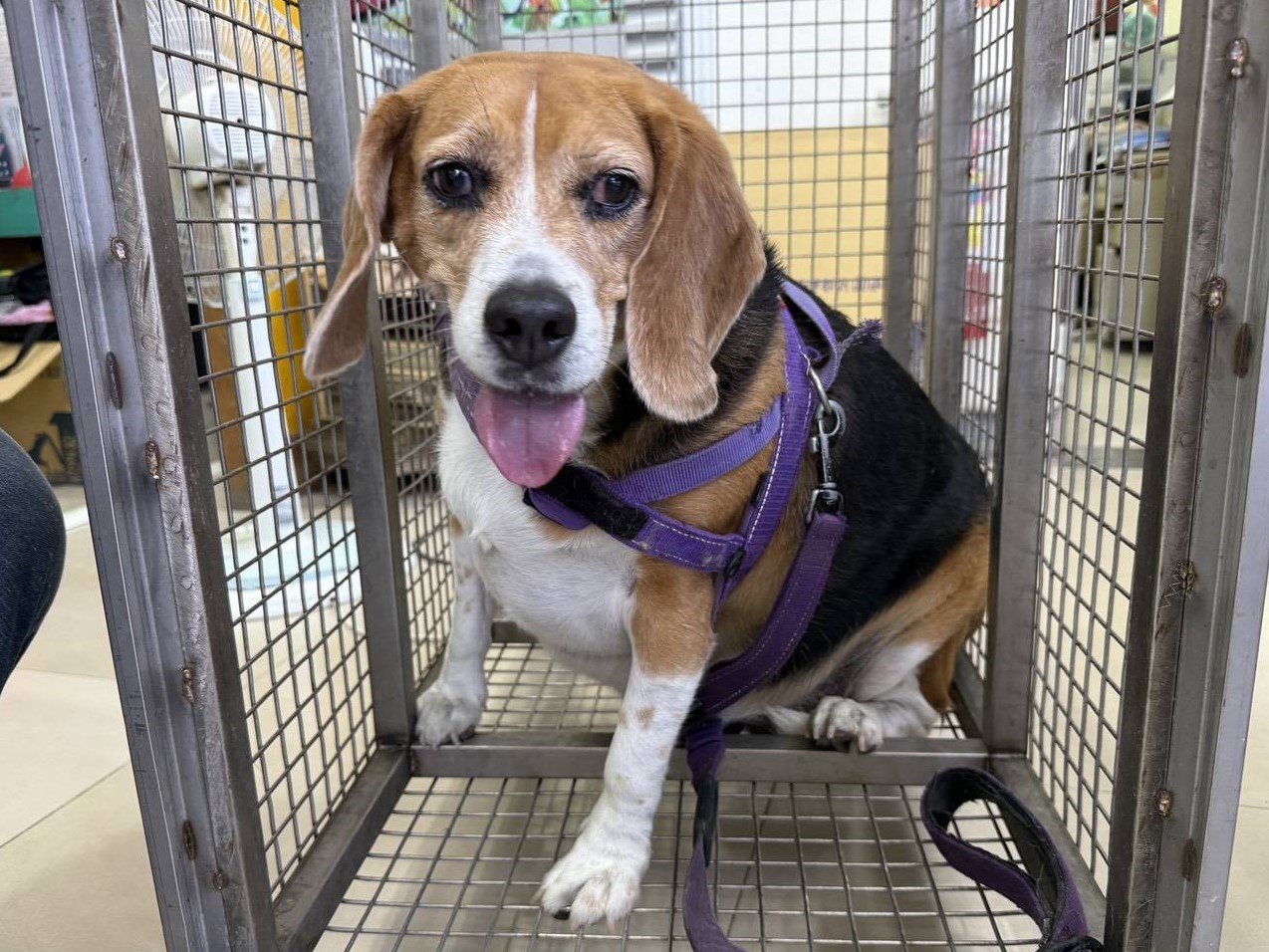 米格魯犬