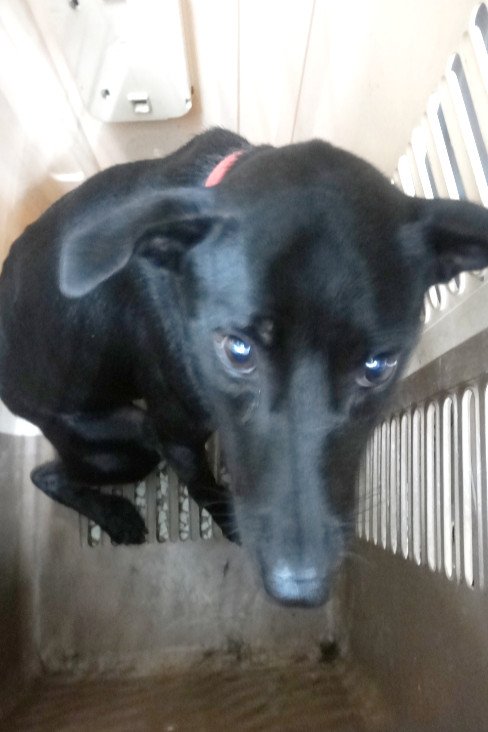混種犬