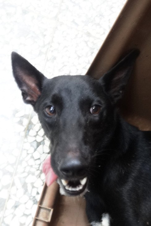 混種犬