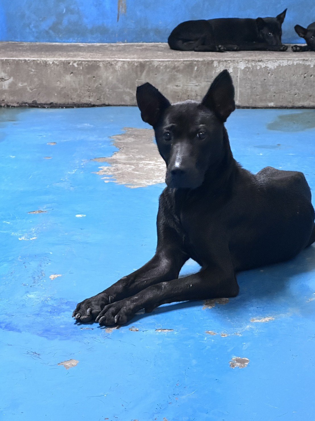 混種犬