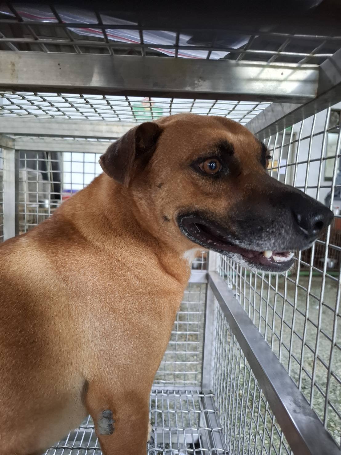 混種犬