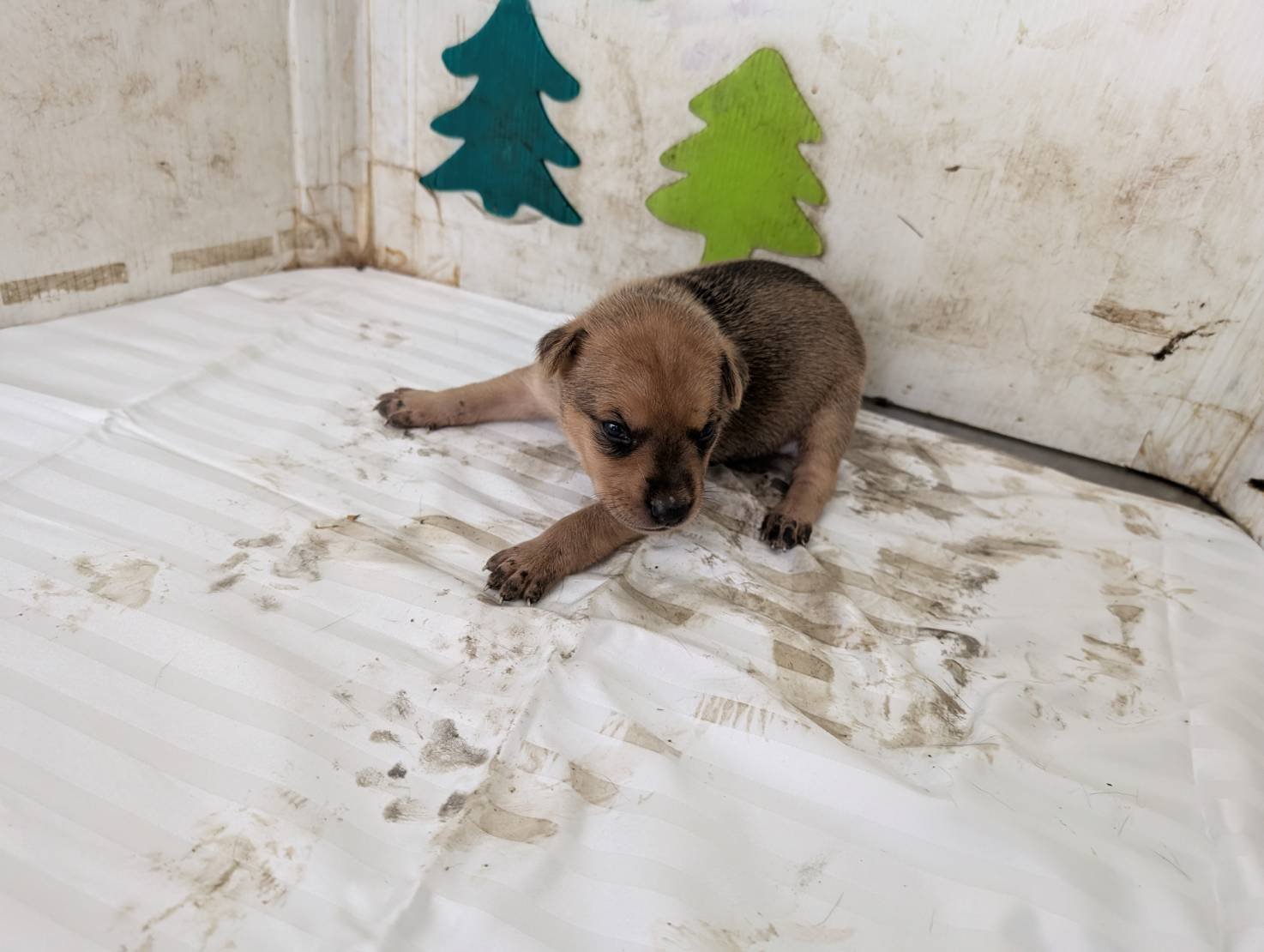 混種犬