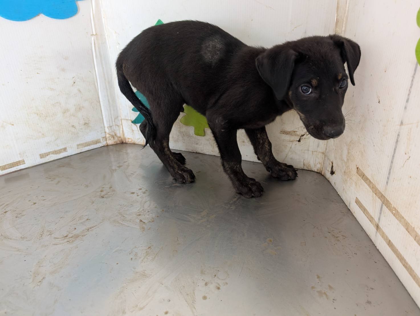 混種犬